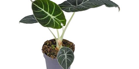 alocasia moisture meter|alocasia soil mix.